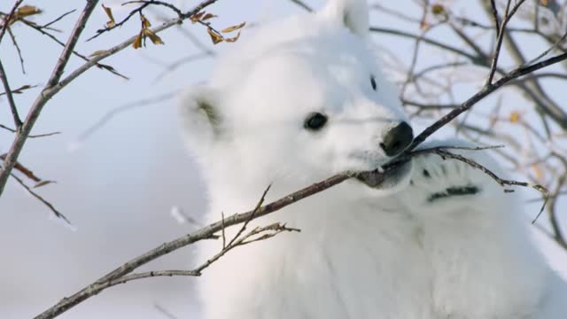 The pretty movment of polar bear !! that's amazing video of polar bear !!