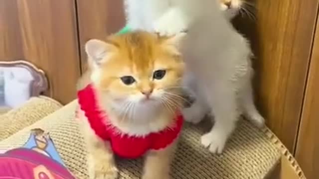 Little cat video/ funny cat video