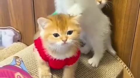 Little cat video/ funny cat video