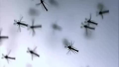 Mosquito Burgers