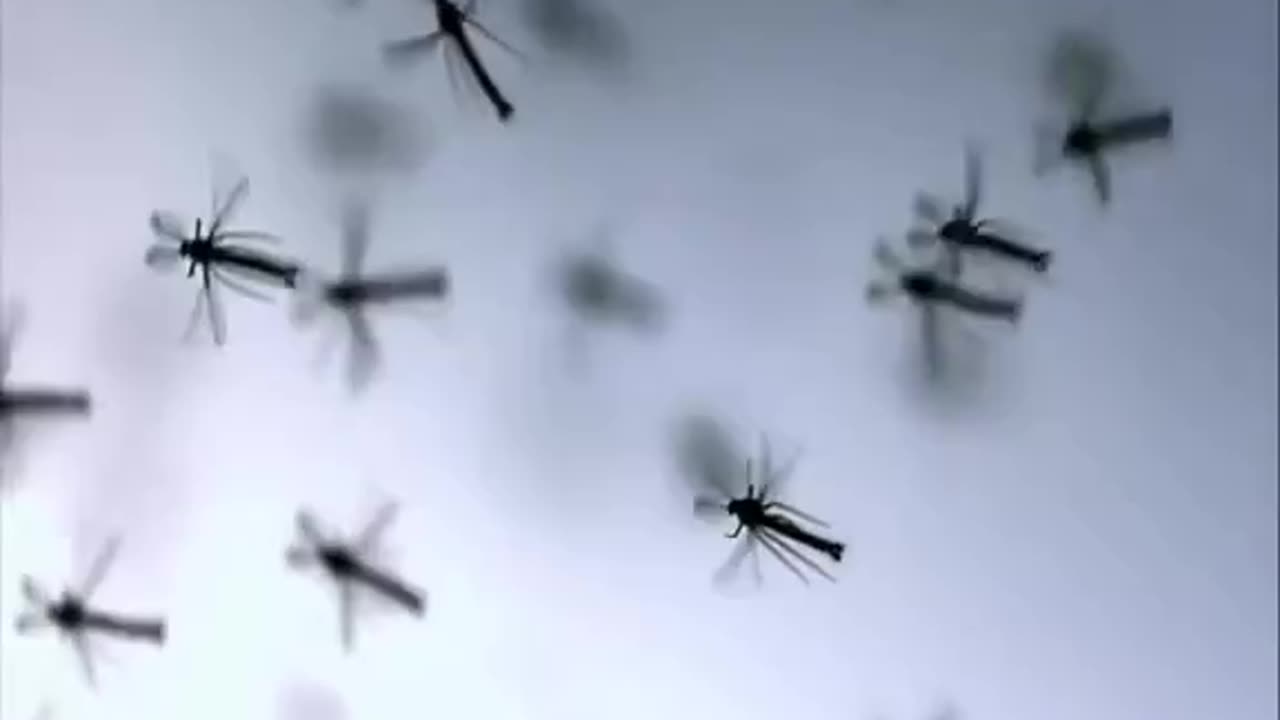 Mosquito Burgers