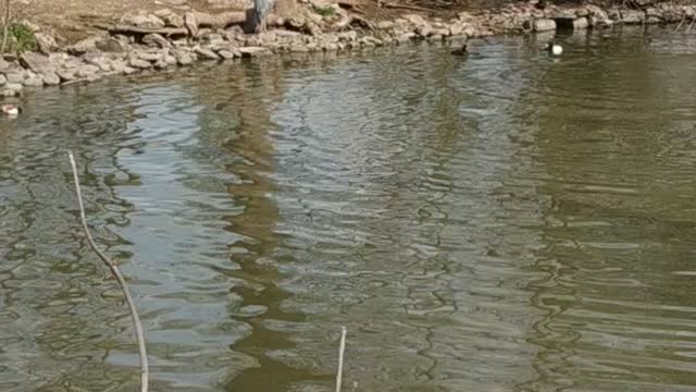 Cool swan and shower