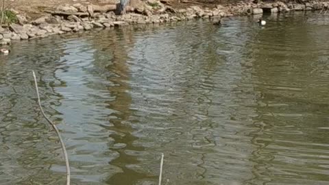 Cool swan and shower