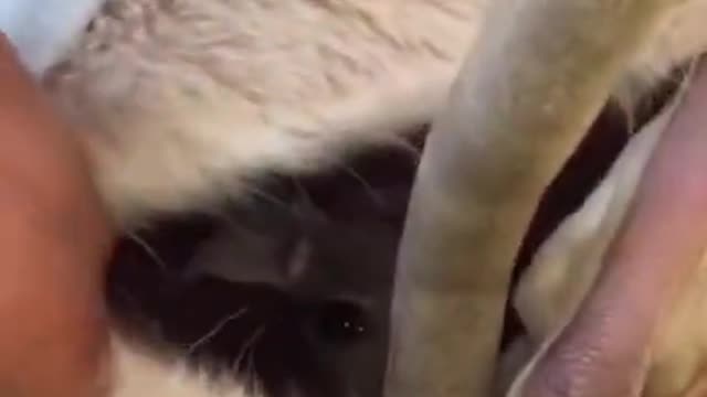 Adorable Baby Kangaroo inside Moms pouch