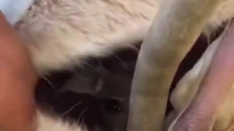 Adorable Baby Kangaroo inside Moms pouch