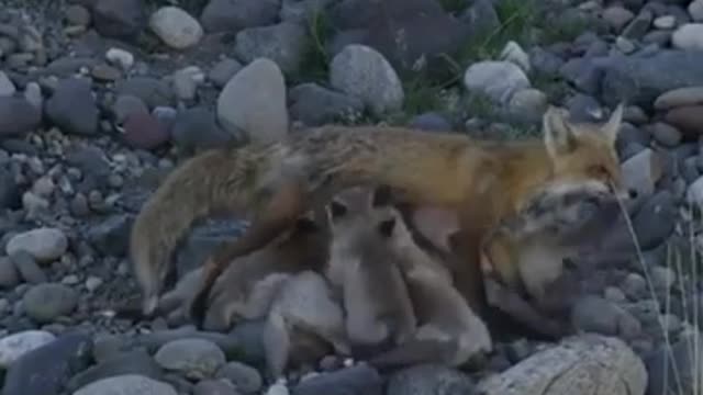 mother fox feeding her baby