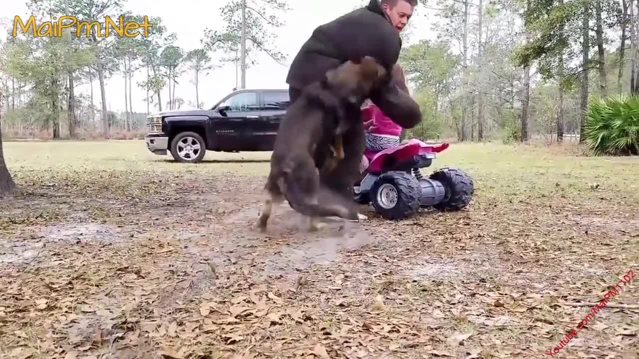 German Shepherd Protects Babies