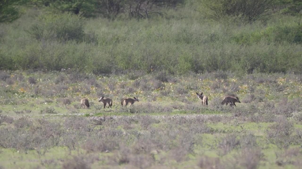 Bat-eared fox walking on the savanna of Kgalagadi Transfrontier Park in Botswana