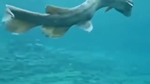 This is a beautiful and charming water-dwelling species