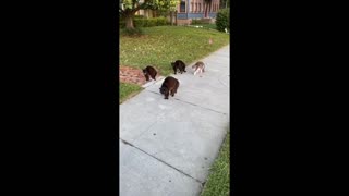 Cat Pack Unfriendly Towards Pooch