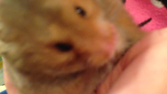 Hamster cleaning face.