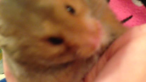 Hamster cleaning face.