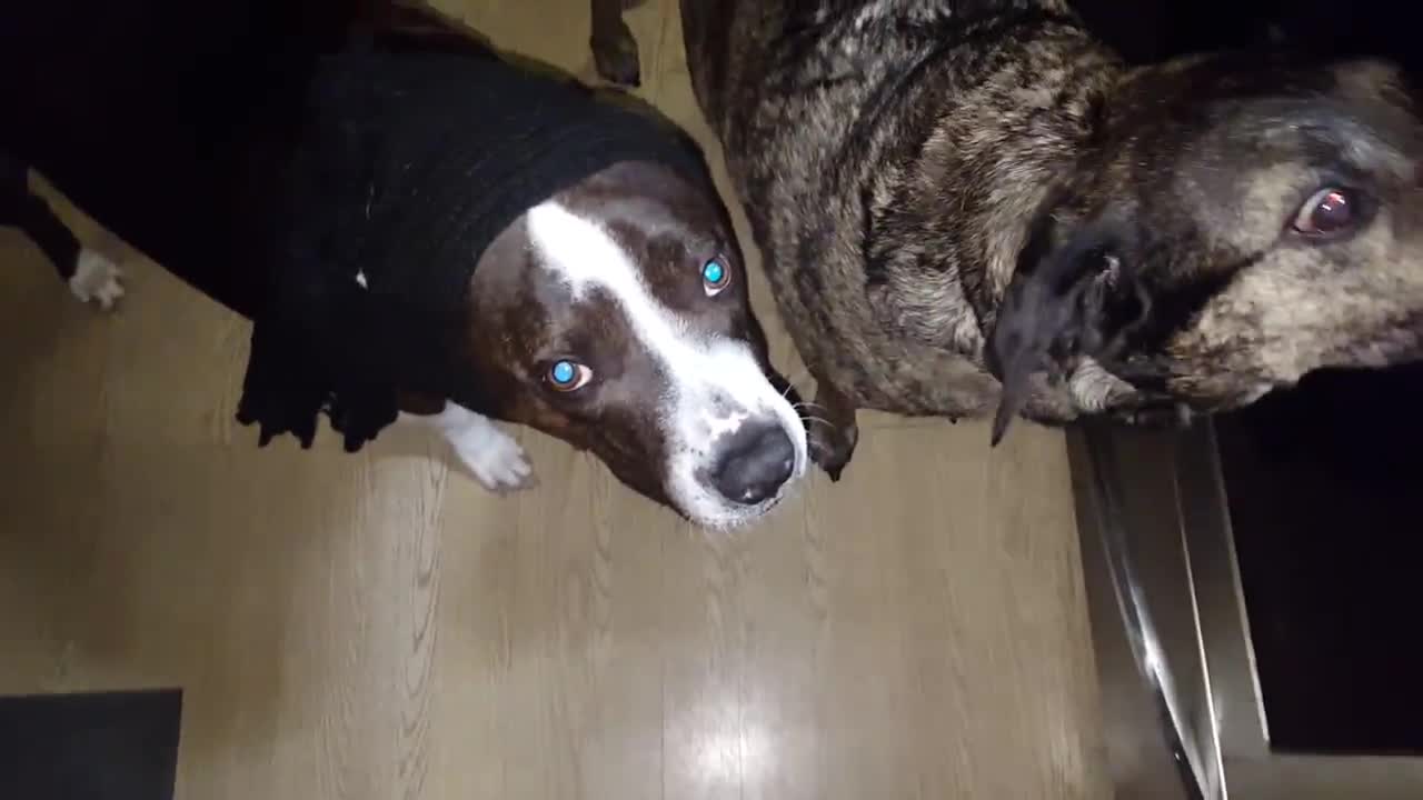 Bruno the pitbull keeps warm in his scarf!