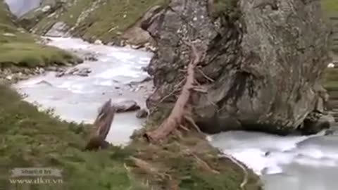 Bear fight with the tiger