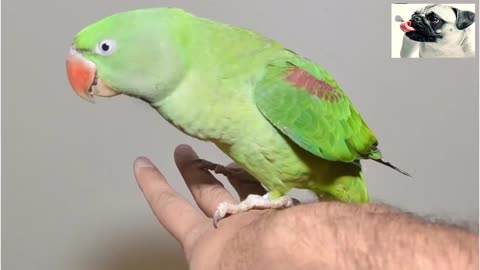 parrots talking like videos