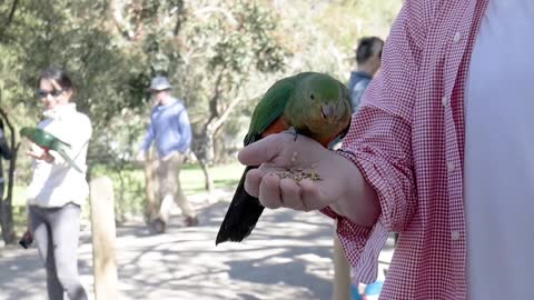 # Faceless Person Feeding Two Birds