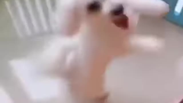 drenching sweet dog