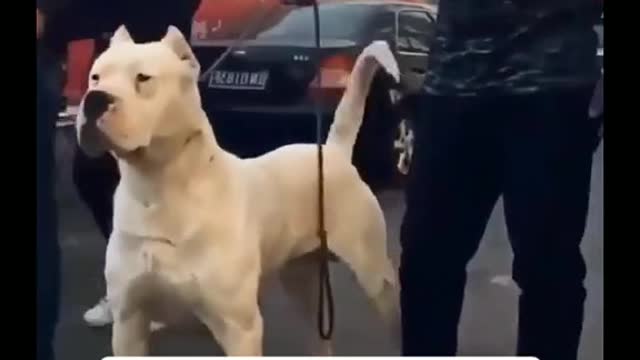 different breeds and appearance of dogs