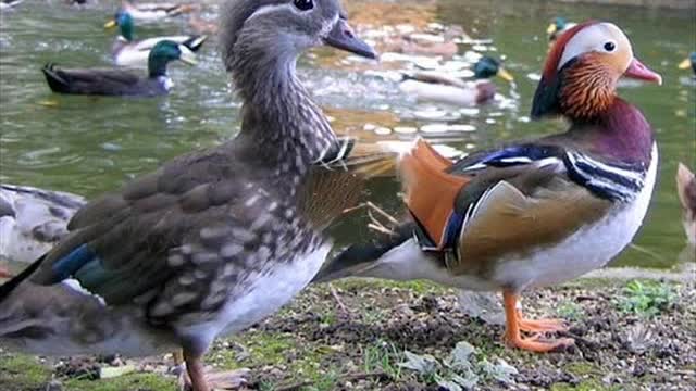 Canard mandarin