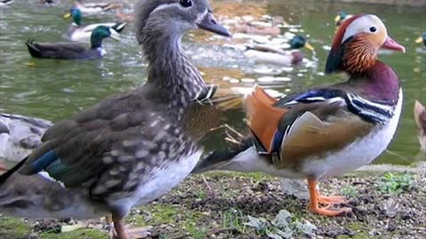 Canard mandarin