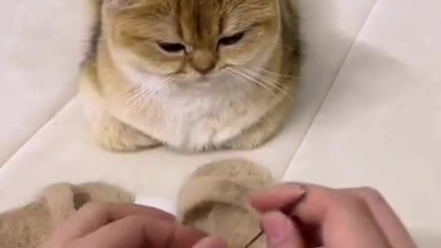 Cute Cat videos _ Cat Slipper video _ CAT #shorts #cat