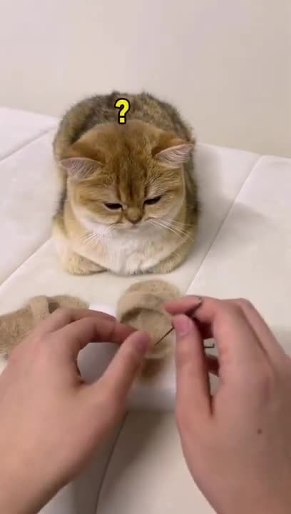 Cute Cat videos _ Cat Slipper video _ CAT #shorts #cat