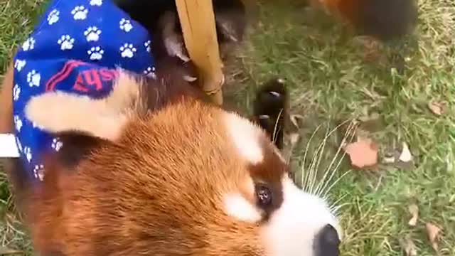 The little Panda dances