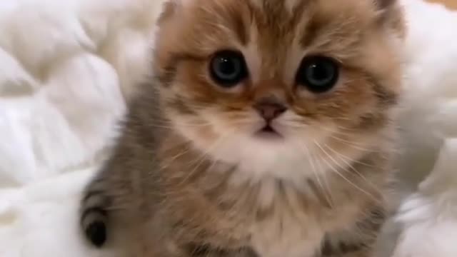 Cute cat! Gatinho super fofo 🐱