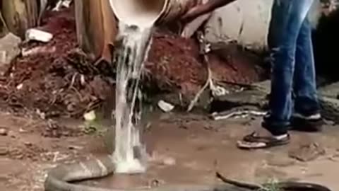 King Cobra Enjoying The Cold Water