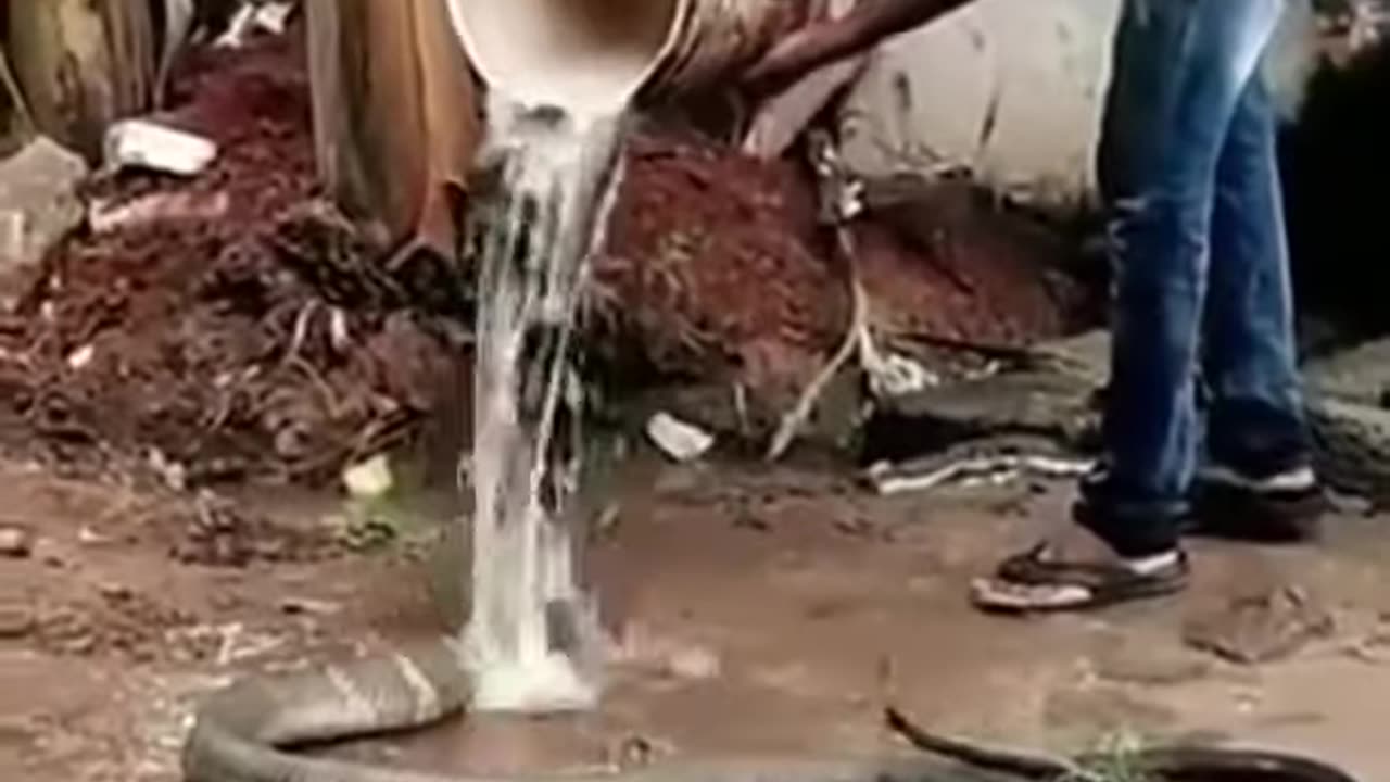 King Cobra Enjoying The Cold Water