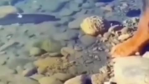 Rottweiler dog attacking fish aggressive mood
