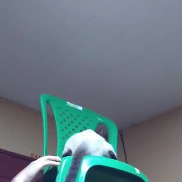 o gato pega bicho do teto