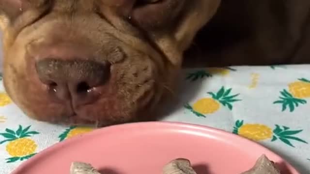 Waiting for the sign to eat😉#animalasmr #asmr #dog