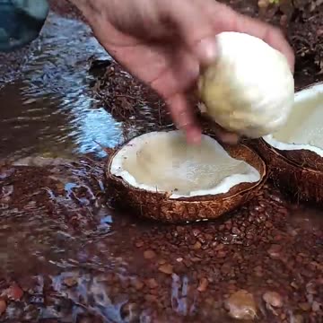Sprouted Coconut Cutting in Nature