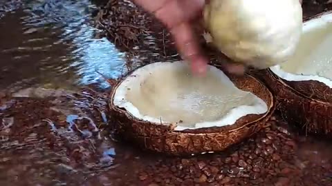 Sprouted Coconut Cutting in Nature