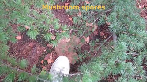 Mushroom spores