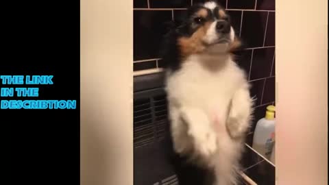 Funny angry dogs and cats TikTok #4 laugh