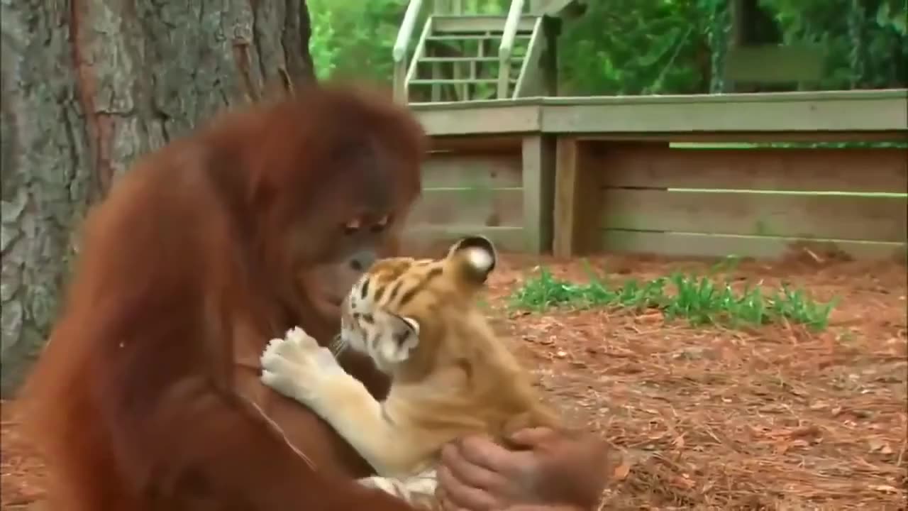 This is the cutest video ever!