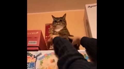 Funny cat short videos