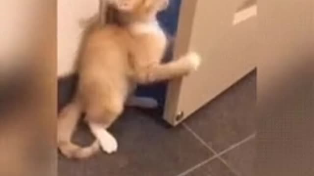 Funny & Viral Pussy Cat Video