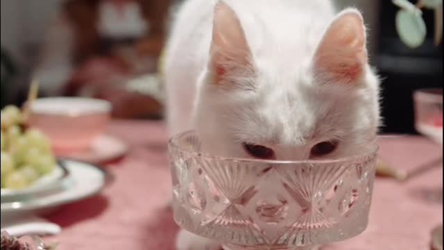 Cute & Funny Cat A Cat Licking Tha Crystal Glass On To Of The Table