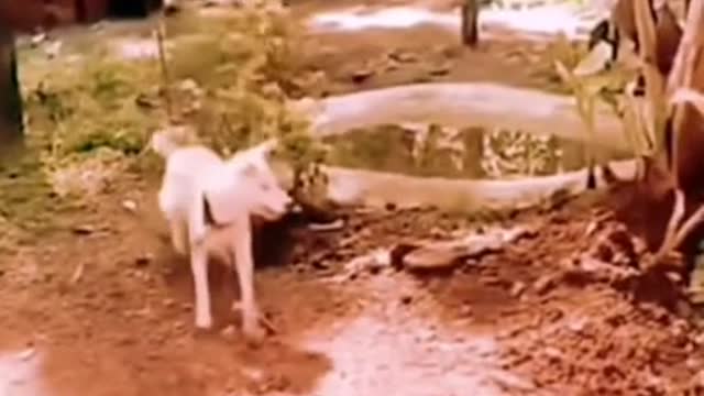 Funny dog and fuuny video