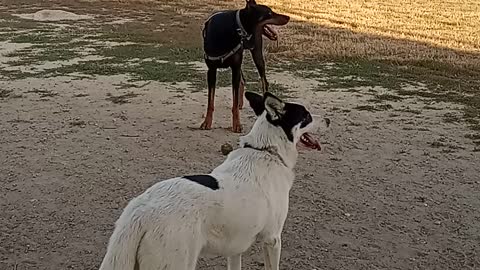 Everest & Doberman