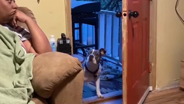 dog cat