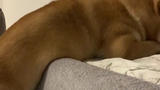 Shiba Inu is bored by the window