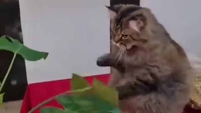 Funny cat and dog moment ep12/try not to laugh loud