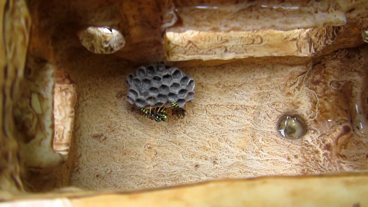 Bees In A Diner!