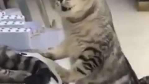 Funny cat playing video