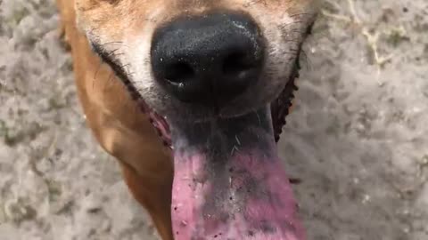 Dog Panting at the Park