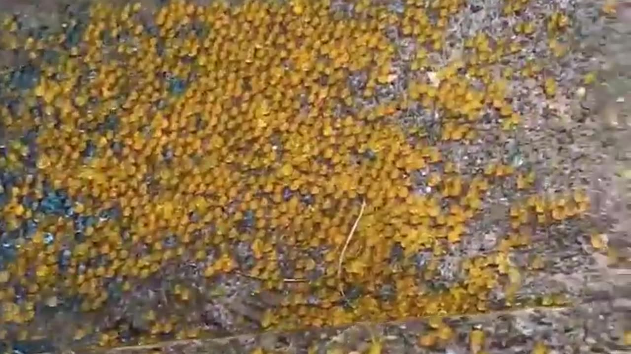 Crushing jars bottles